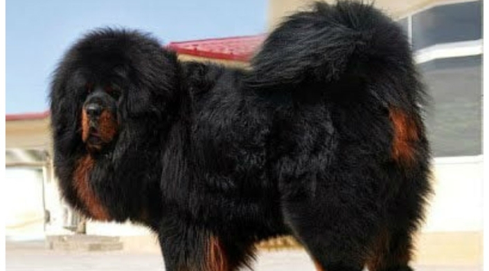 Mastín Tibetano