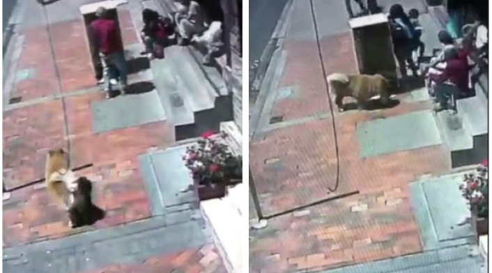 Perro guía robado en Bogotá