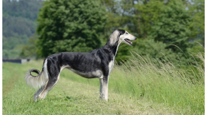 Saluki