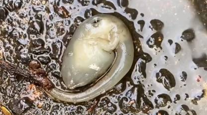 Encuentran criatura 'alienígena' luego de fuerte aguacero