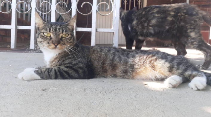 Gatos envenenados en Cúcuta