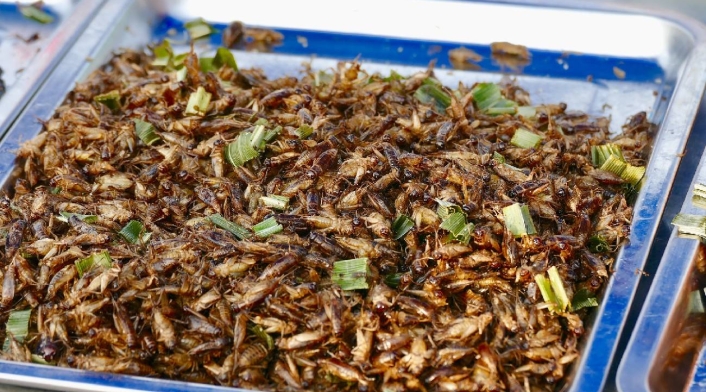 insectos comestibles insectos comestibles