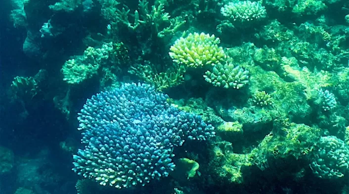 La Gran Barrera de Coral de Australia