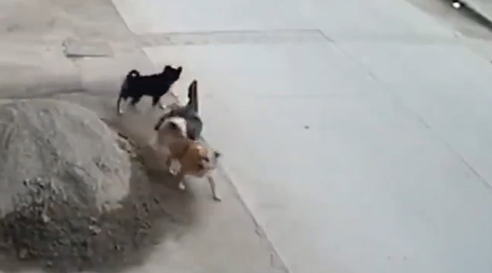 Perro salva a otro de ser arrollado