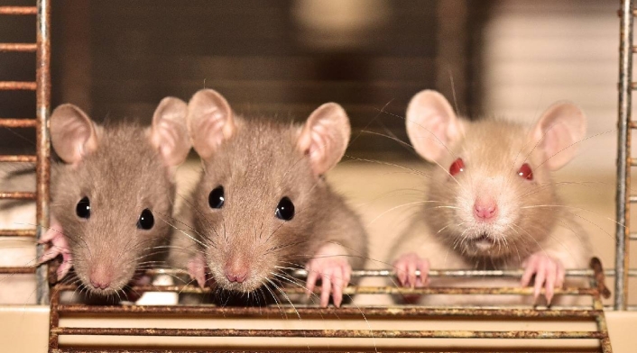 Trabajo para exterminar ratas en Nueva York Trabajo para exterminar ratas
