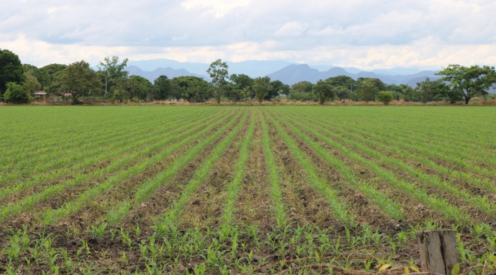 Sector agro