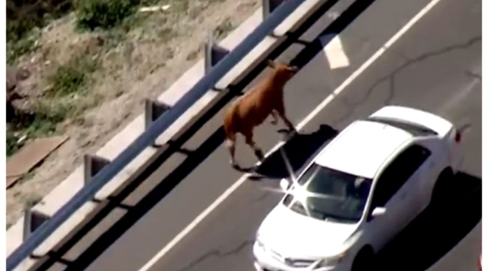 Vaca escapa de la policía Vaca escapa de la policía