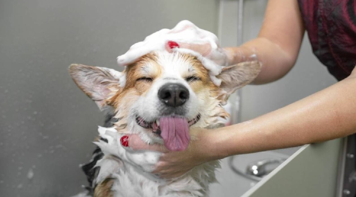 Mascotas y su baño