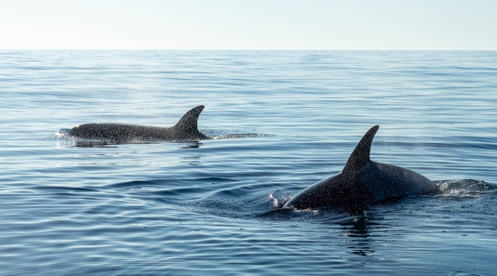 Captan el impactante momento en que 70 orcas se devoran a una ballena azul Captan el impactante momento en que 70 orcas se devoran a una ballena azul