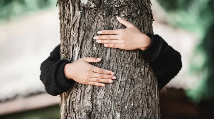 Abrazar un árbol Abrazar un árbol