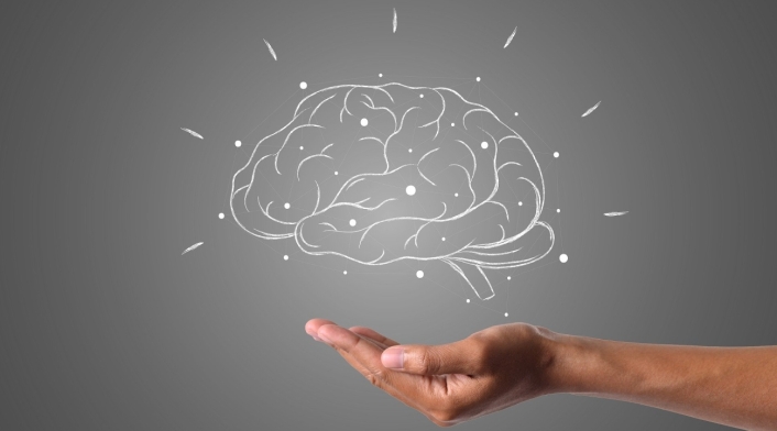 Cerebro humano