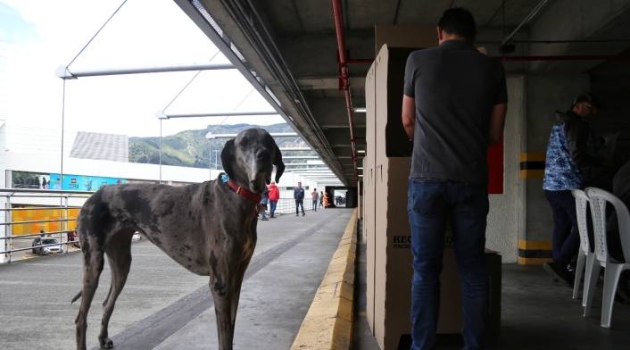 Mascotas en puestos de votación Mascotas en puestos de votación
