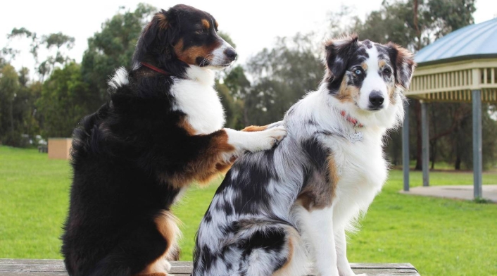 Raza de perros