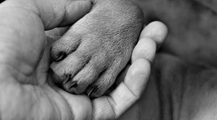 Perro muerto Perro muerto
