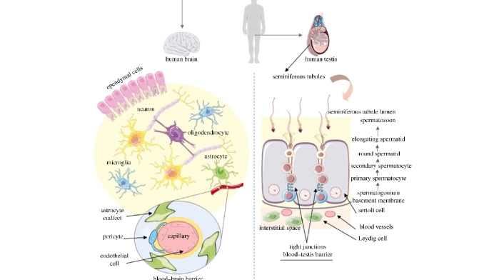 Proteínas en común cerebro y testículos