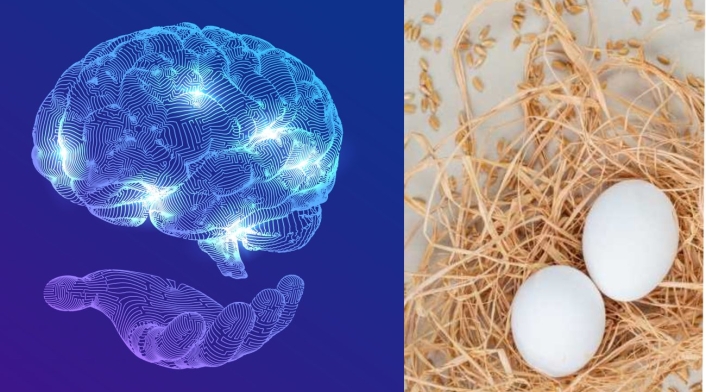 Relación proteinas cerebro y testículos