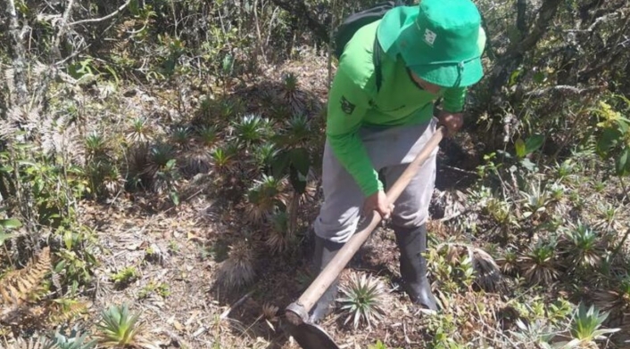 reforestacion campesinos reforestacion campesinos