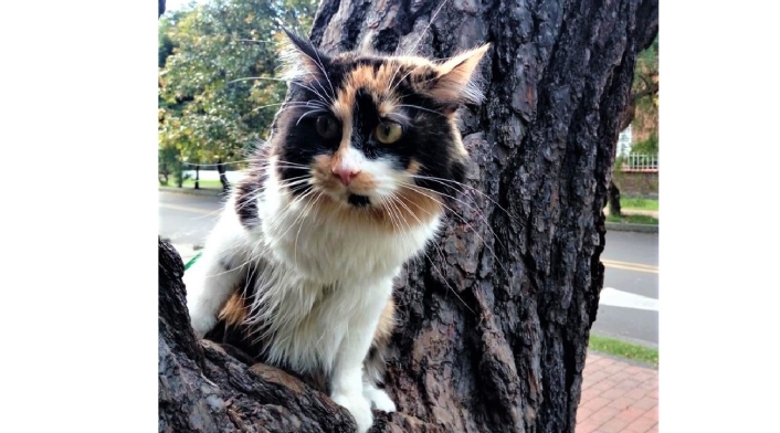 Gata en un árbol Gata en un árbol