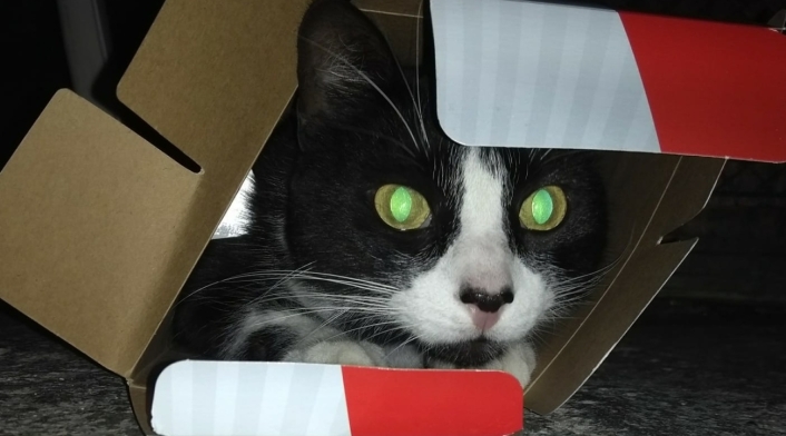 Gato en una caja Gato en una caja