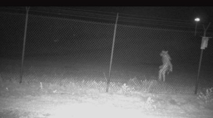 Misteriosa figura de un zoológico de Texas Misteriosa figura de un zoológico de Texas