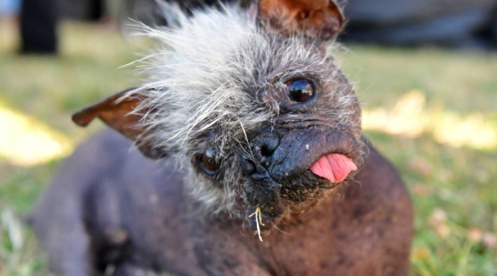 Mr. Happy Face, el perro más feo del mundo 2022 Mr. Happy Face, el perro más feo del mundo 2022