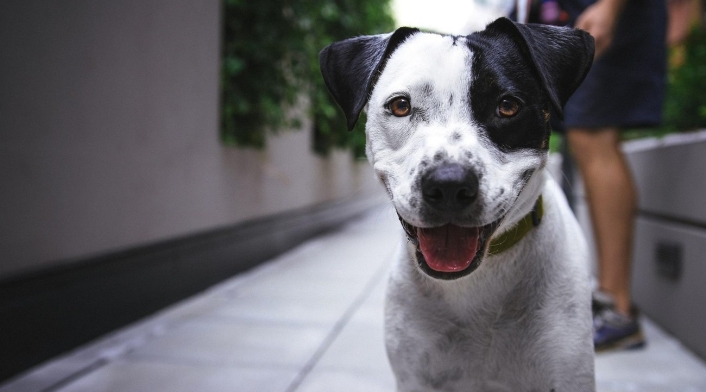 Perro Perro