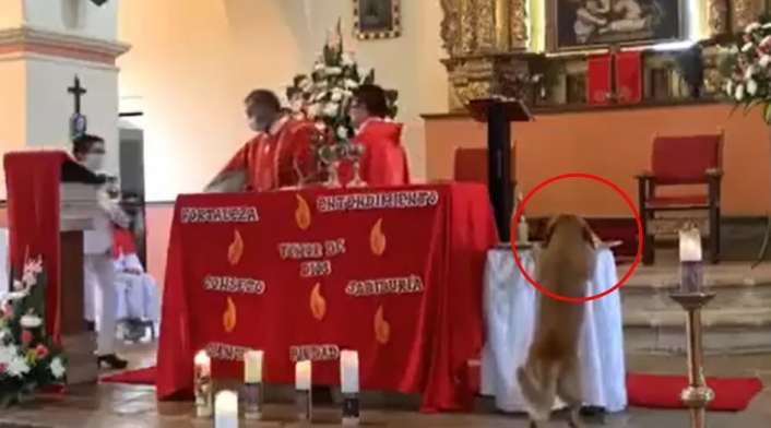Perro se roba el pan de una misa