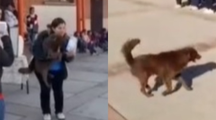 Perro recibió diploma por labor en un colegio