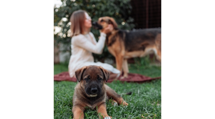 Perros en el parque Perros en el parque