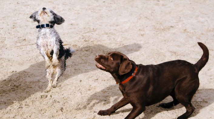 Perros Perros