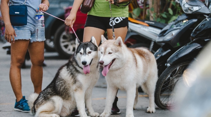 Perros paseando Perros paseando