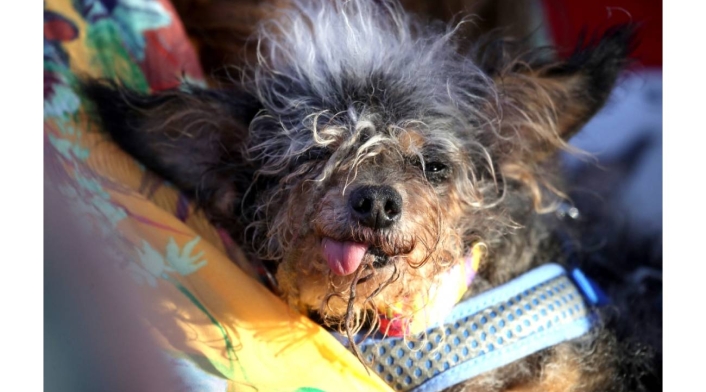 Scamp the tramp – 2019 Scamp the tramp – 2019