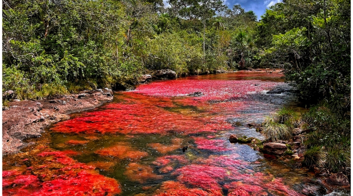Caño Cristales Caño Cristales