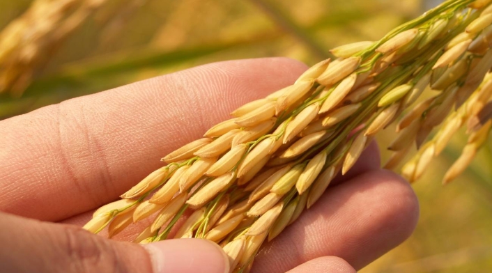 Producción de arroz Producción de arroz