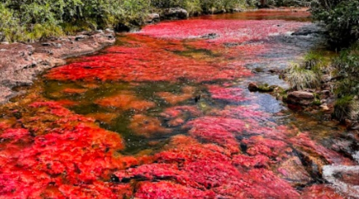 Caño Cristales, Meta Caño Cristales, Meta