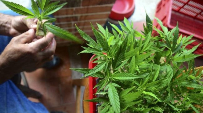 planta de marihuana