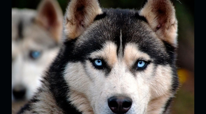 Perro siberiano, raza que ayudó mucho al hombre Perro siberiano, raza que ayudó mucho al hombre