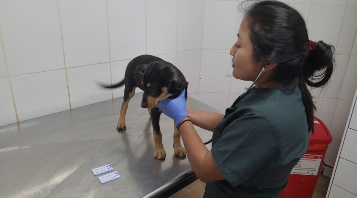¿Con qué aliviar el hipo en los perros? Referencia Perros