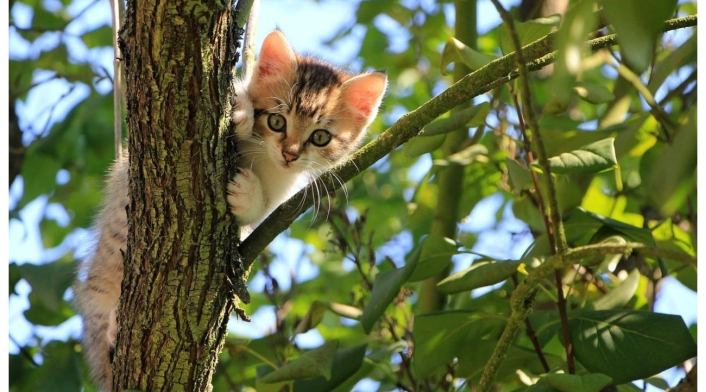 Polonia declara a los gatos como especie invasora Polonia declara a los gatos como especie invasora