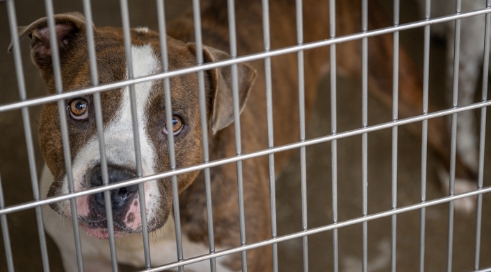 Aerolínea envió a una perrita a Arabia Saudita, pero su destino era EE. UU. Aerolínea envió a una perrita a Arabia Saudita, pero su destino era EE. UU.