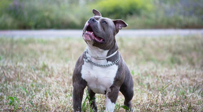 Perro raza Pit Bull Terrier Perro raza Pit Bull Terrier
