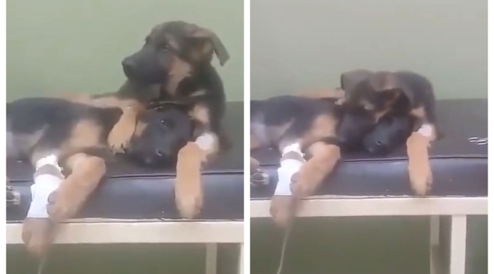 Video de perrito cuidando a otro perrito herido Video de perrito cuidando a otro perrito herido