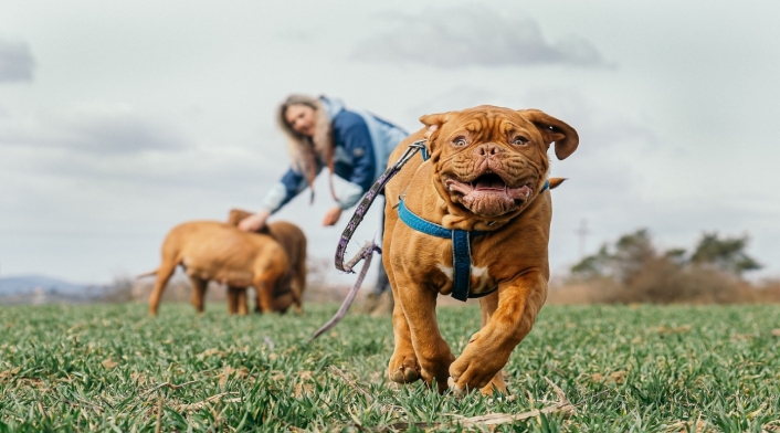La carrera que llega a Bogotá y que será en compañía de mascotas La carrera que llega a Bogotá y que será en compañía de mascotas