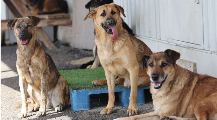 Grupo de perros aguarda en la calle