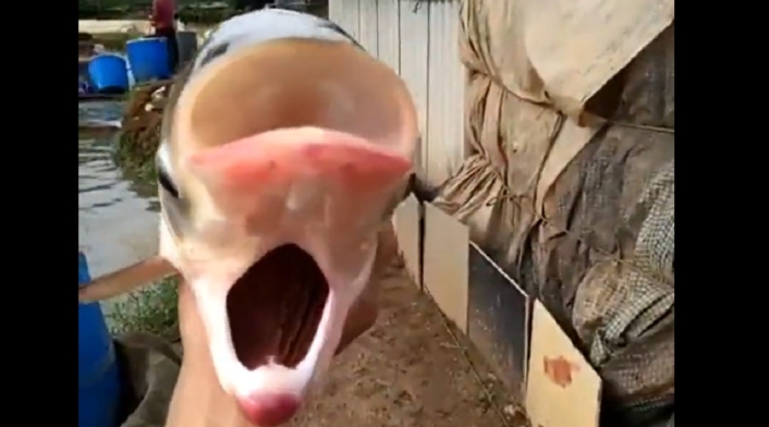 pez mutante con cuatro ojos y dos bocas pez mutante con cuatro ojos y dos bocas