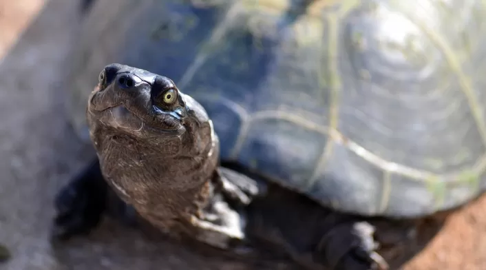 Tortuga Tortuga