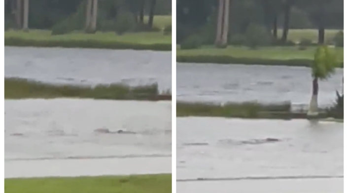 Video: tiburón en las calles de Florida en medio del huracán Ian Video: tiburón en las calles de Florida en medio del huracán Ian