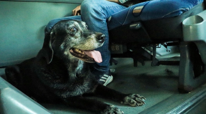 Terminal Interespecie