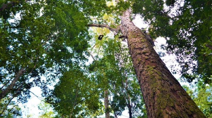 Árbol más grande del Amazonas