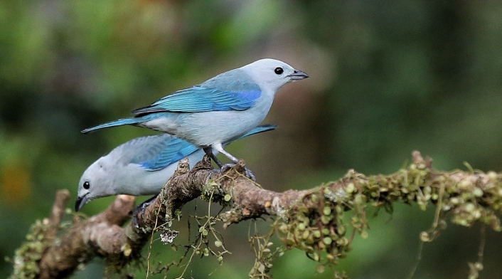Biodiversidad en Colombia Biodiversidad en Colombia
